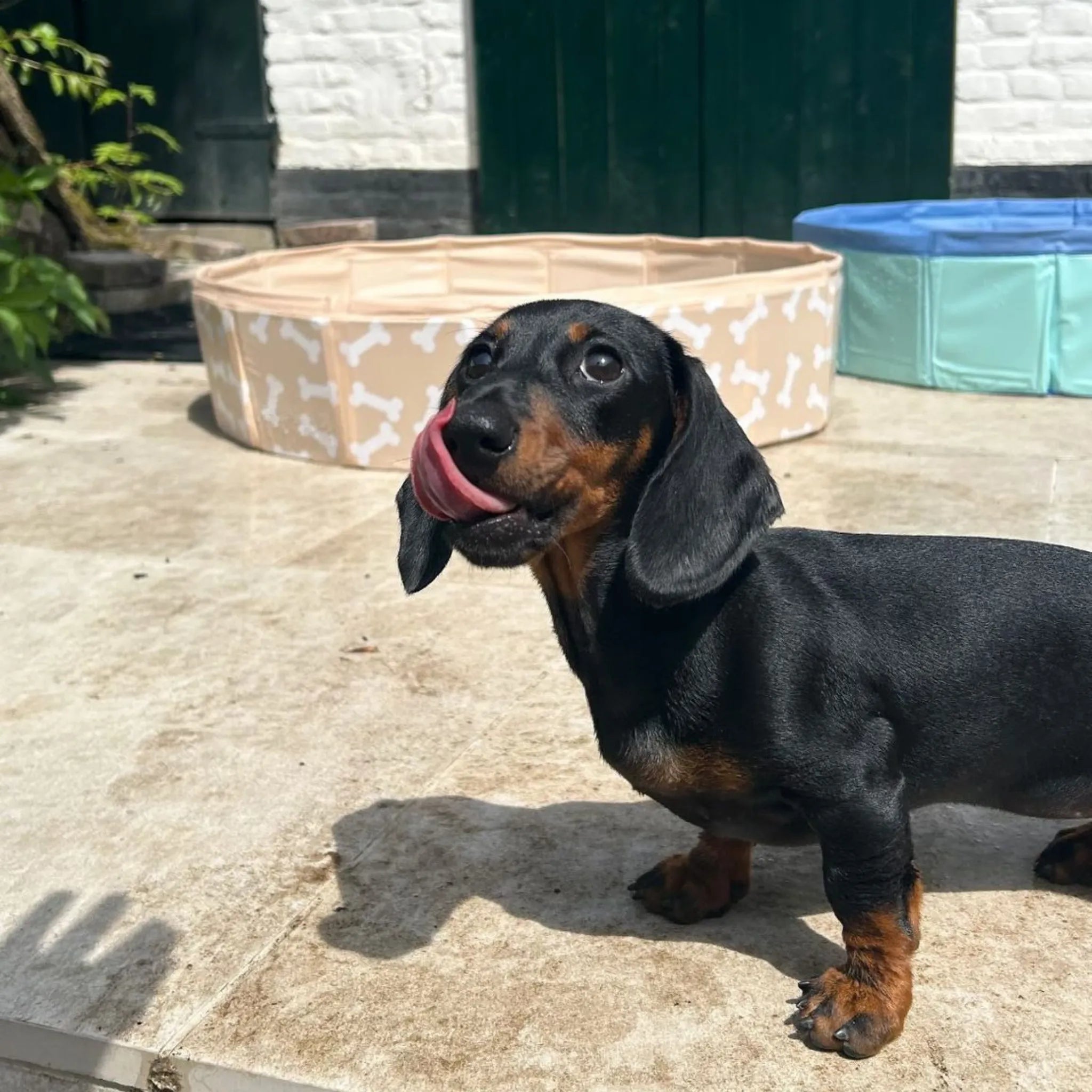 Piscina para Perros - Verde Menta - Azul - Ø 80 cm