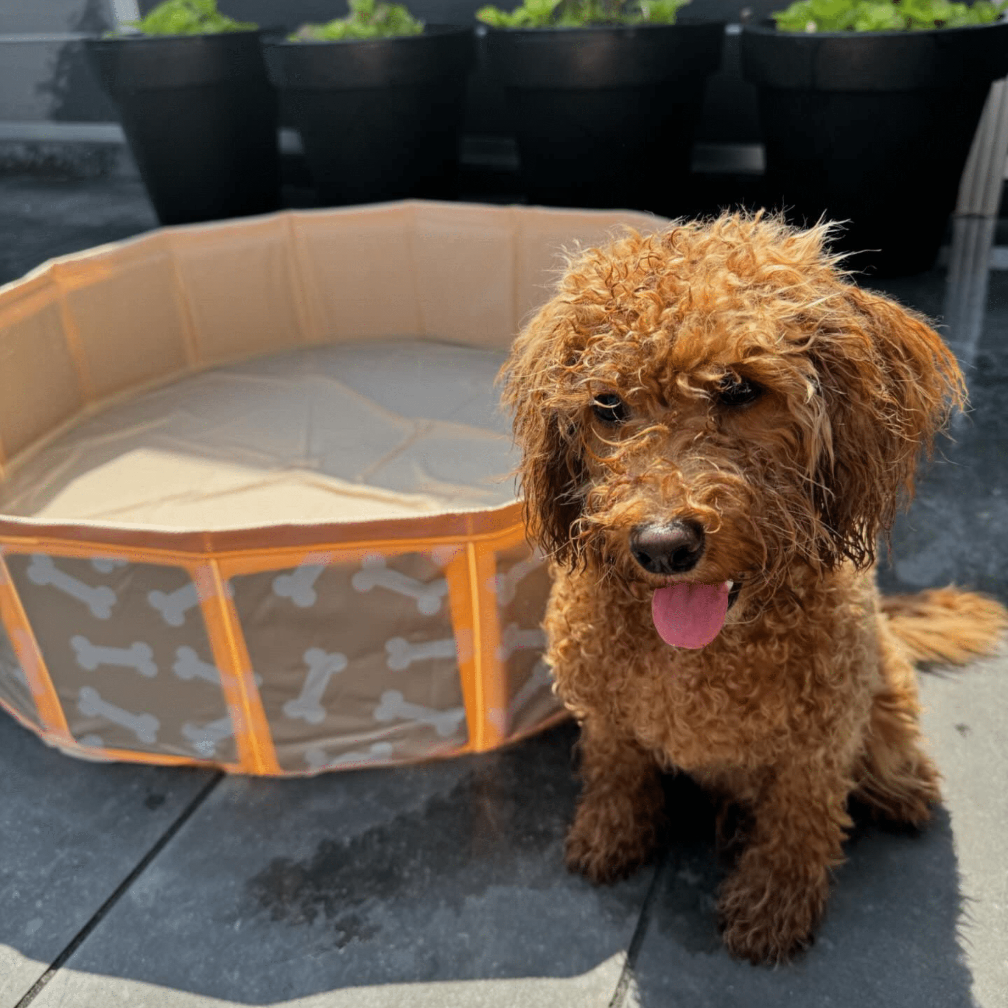 Dog Pool - Beige - Bonebash - Ø 80 cm