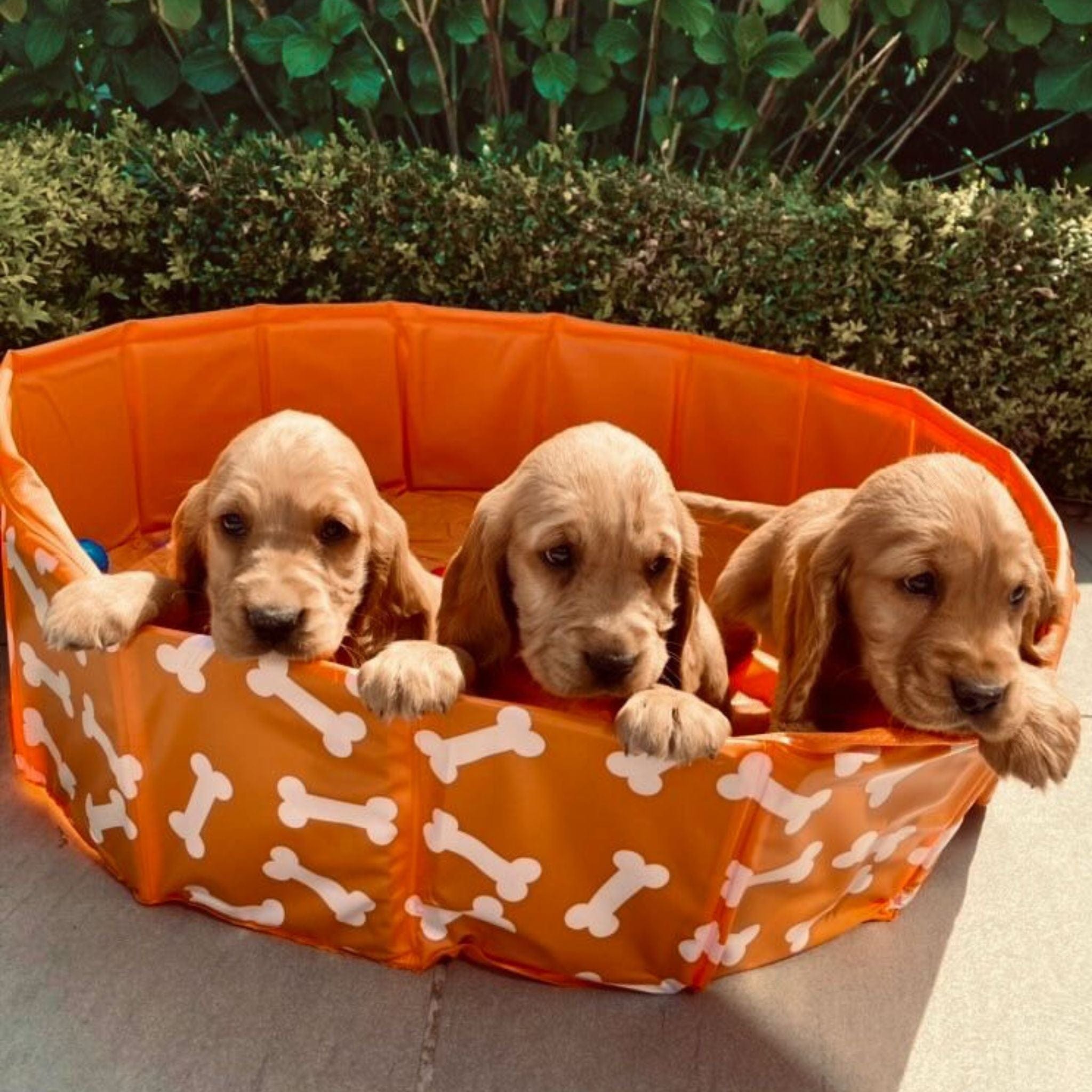 Piscina para Perros - Naranja - Bonebash - Ø 80 cm