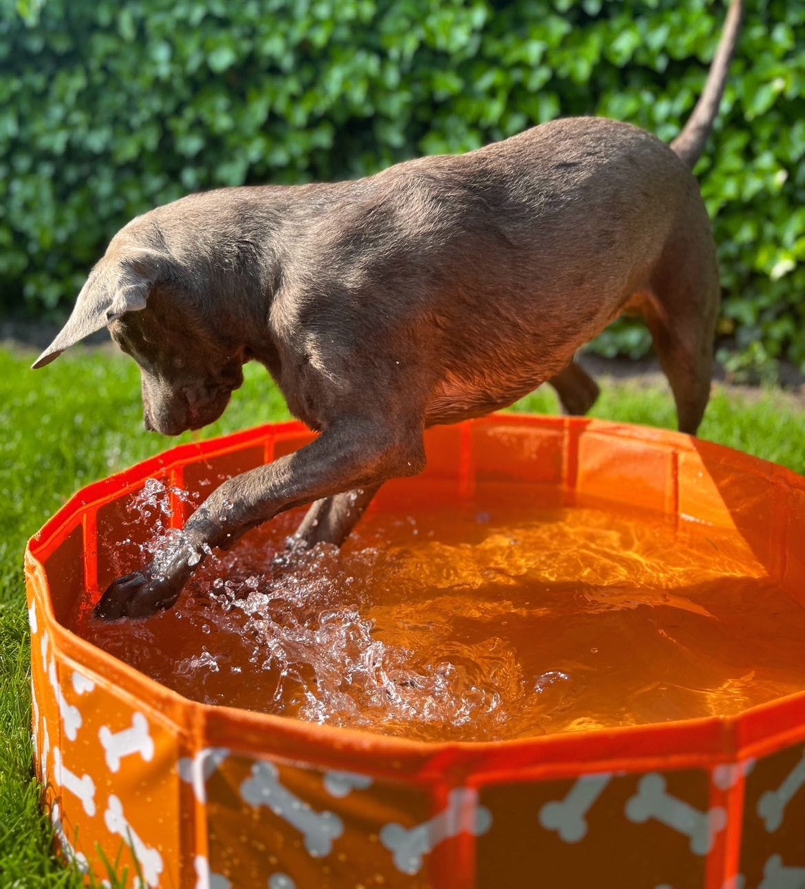 Piscina para Perros - Naranja - Bonebash - Ø 80 cm