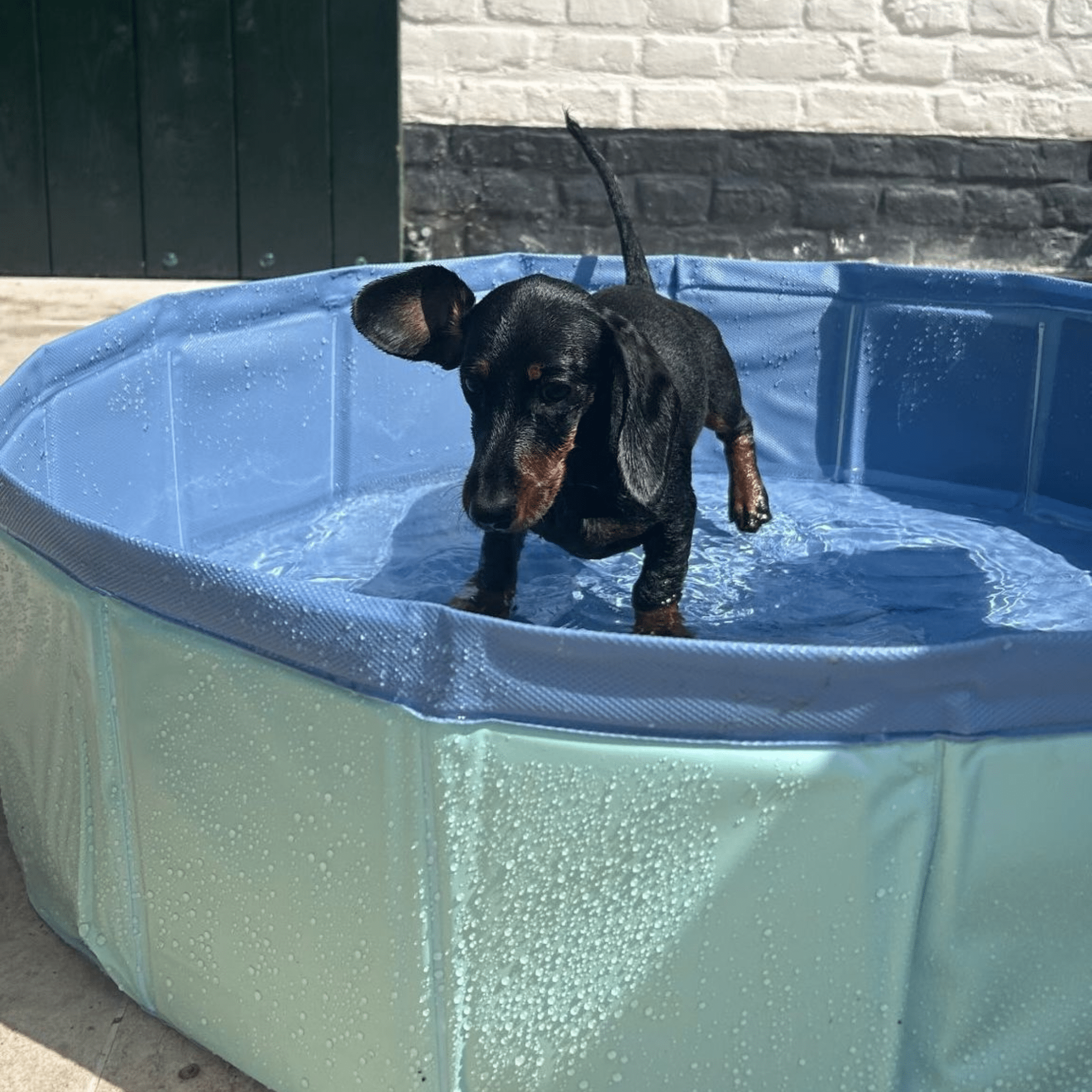 Piscina para Perros - Verde Menta - Azuls - Ø 80 cm